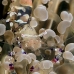 shirmp_anemone_rr_hsb_r_v_0088_kom3484.jpg